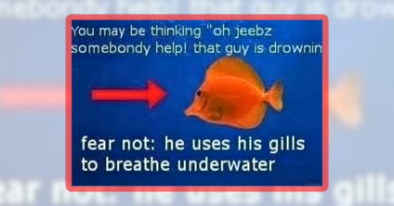 21 aquatic animal memes | thumbnail includes one meme including 'You may be thinking "oh jeebz somebondy help! that guy is drownin fear not: he uses his gills to breathe underwater'