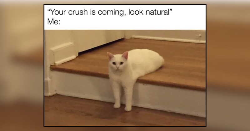 21 cat memes | thumbnail includes one meme and one picture of text including '"Your crush is coming, look natural” Me:' 