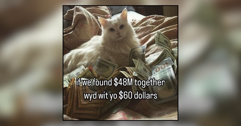 21 cat memes | thumbnail includes one meme and one picture of text including 'if we found $48M together 16217 wyd wit yo $60 dollars' 