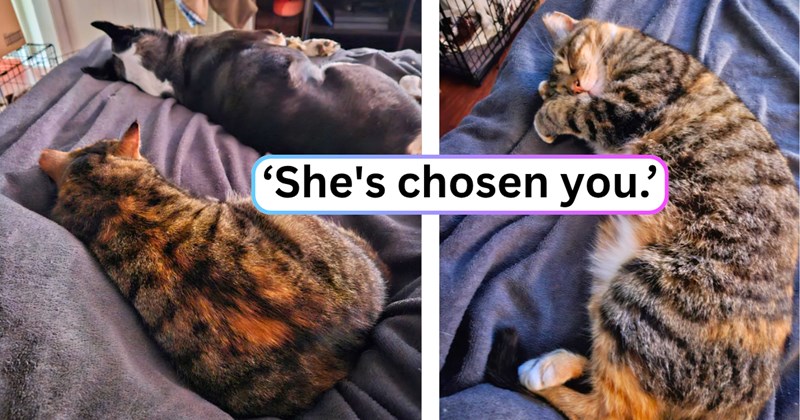 18 text pictures, 5 cat pictures | thumbnail includes two pictures of a cat, and ‘She's chosen you.’