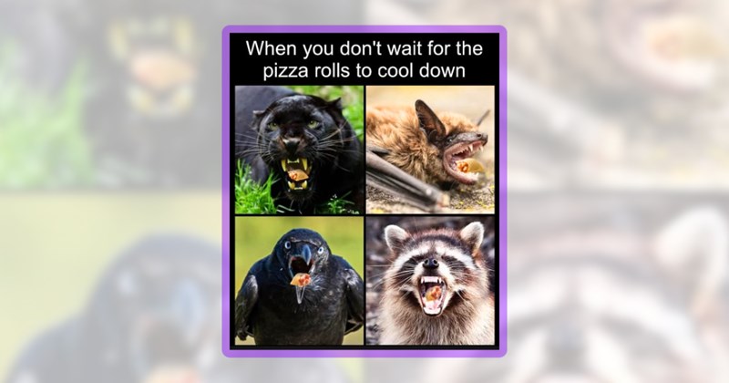 26 wildlife memes | thumbnail includes one meme including 'When you don't wait for the pizza rolls to cool down'