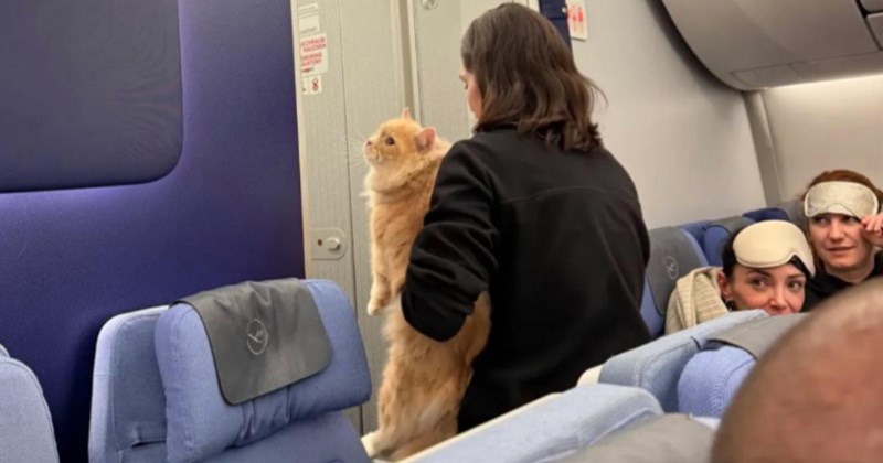 Story of an orange cat escaping airline carrier and wandering around plane | Thumbnail includes one picture of a stewardess holding and orange cat