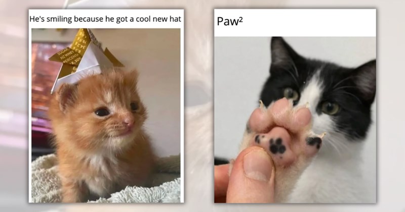 24 cat memes | Thumbnail includes one meme including 'He's smiling because he got a cool new hat SUGAR, NZ WHEY PERCENT 1661 37'VE K, SOY' and one meme including 'Paw²'