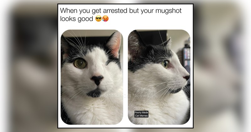 21 cat memes | thumbnail includes one meme and one picture of text including 'When you get arrested but your mugshot looks good ' 