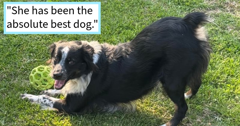 Abandoned Border Collie found eating possum roadside adopted passer on way work, now lives luxurious life proud pawrent 1 year on, dog dad says: ‘I really feel like she picked me, it tickles me that she did.’   | thumbnail includes one image which shows a border collie in downward dog next to toy ball on grass ‘“She has been the absolute best dog.”’