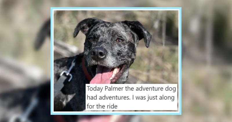 24 Cute Puppers Papped Having Bestest Day their Lives | thumbnail includes one image which shows a smiling black dog with tongue out ‘Today Palmer the adventure dog had adventures. I was just along for the ride’