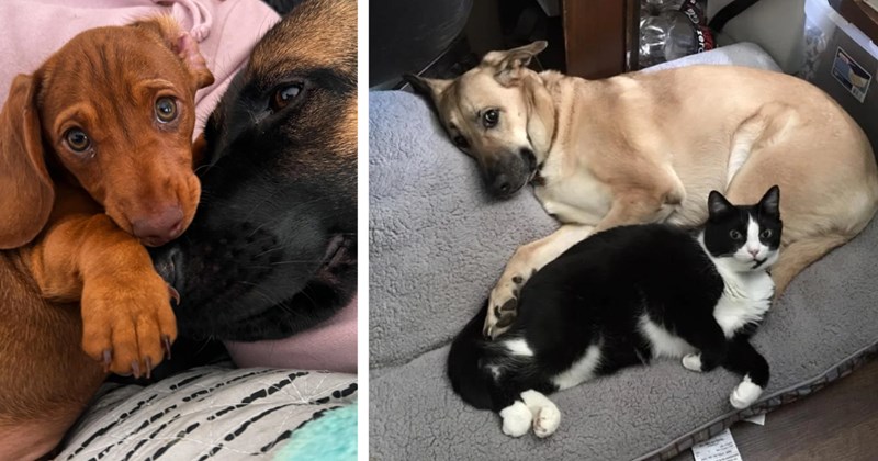 23 Cute Dogs Curled Up Favorite Canine Cat Friends fur Pawrents Feeling Dogsick | thumbnail includes two images one image shows a brown puppy curled up to a brown dogs snout, the other image shows a cream colored dog lying on top of a black and white cat