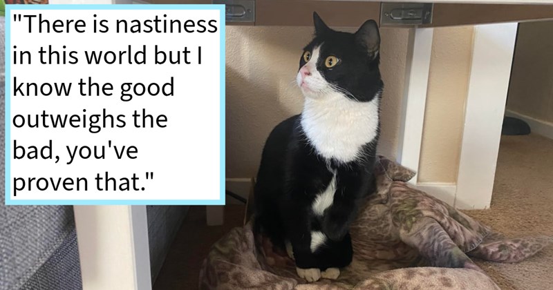Cat abandoned by owner who moved home, saved adopted thanks to support from online community who offered help homes to feline’s rescuer, says: ‘I've done everything in my power ensure he gets happy secure life he deserves.’ | thumbnail includes one image which shows a black and white cat sitting under a table looking to the side ‘“There is a nastiness in this world but I know the good outweighs the bad, you’ve proven that.”’