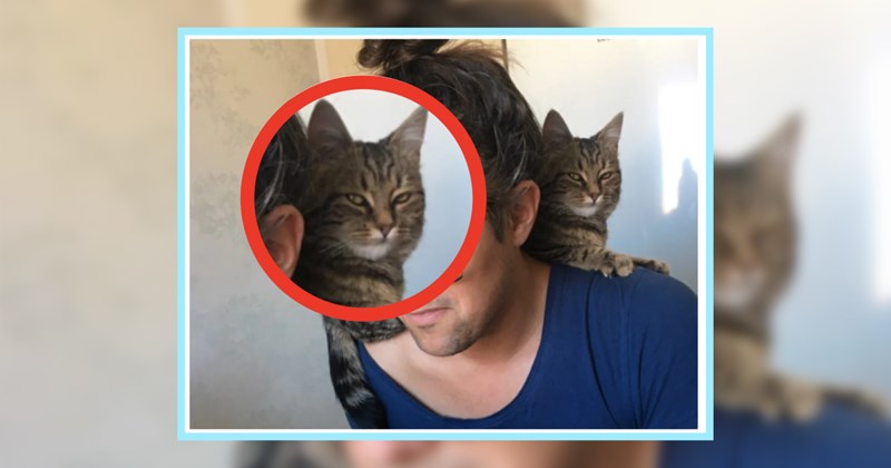 23 Cats Cuddling Pawrents fur Proof Not All Kitties are Antisocial Antagonists | thumbnail includes one image which shows a cat squinting eyes lying on person’s shoulders 