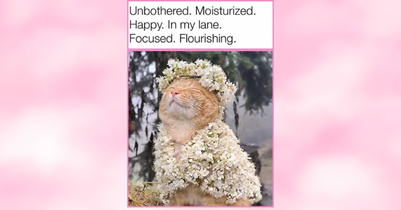 21 Angelic Cats Who Make You Feel Like You're Floating Amongst Clouds