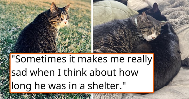 story about a cat who no one wanted to adopt finally getting a forever home | thumbnail includes two pictures of a blind cat 'Sometimes it makes me really sad when I think about how long he was in a shelter'