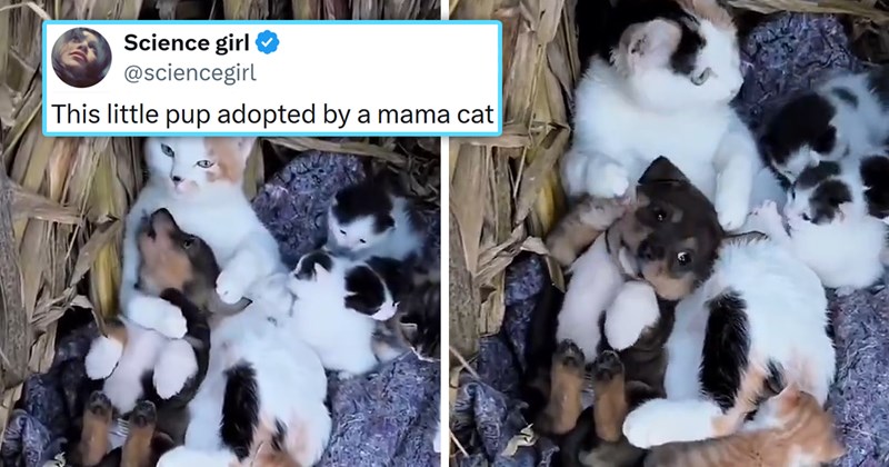 viral tweets about a mom cat who adopted a puppy and raised it with her kittens | thumbnail includes one picture of a cat surrounded by kittens hugging a puppy 'Science girl ✪ @sciencegirl This little pup adopted by a mama cat'