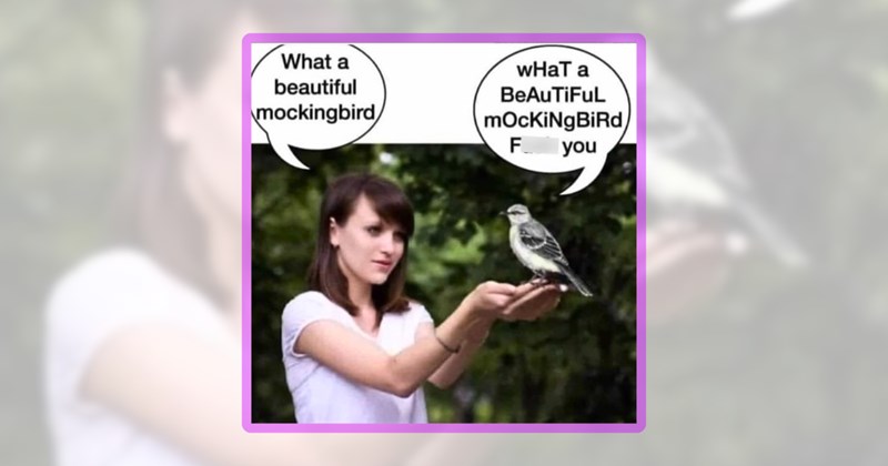 22 bird memes | thumbnail includes one meme including 'What a beautiful mockingbird WHAT a BeAuTiFuL mOcKiNgBiRd F you'