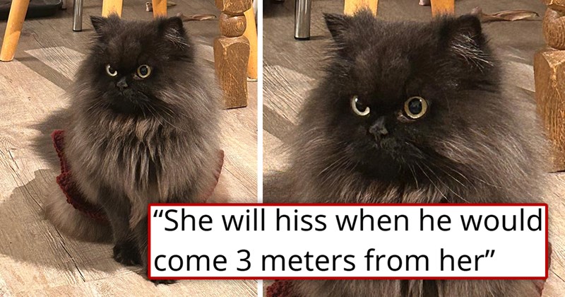 story about a friendly cat hating one specific person | thumbnail includes a picture of a fluffy gray cat 'She will hiss when he would come 3 meters from her'