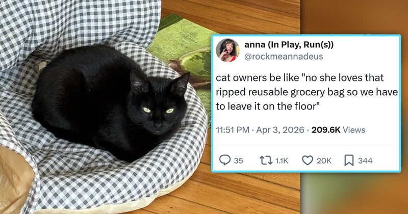 funniest cat tweets of the week | thumbnail includes one picture of a black cat and one tweet 'anna (In Play, Run(s)) @rockmeannadeus cat owners be like "no she loves that ripped reusable grocery bag so we have to leave it on the floor" 11:51 PM - Apr 3, 2026 206.1K Views'