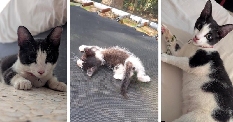 Family hears kitten meowing from their roof, they wait for cat mom to return, then rescue the kitten after realizing she's all alone up there: ‘She stayed persistent’