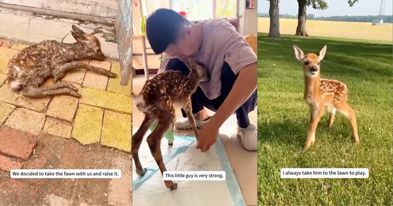 Video of a deer getting saved and adopted | Thumbnail includes one picture of a baby deer including 'We decided to take the fawn with us and raise it.', one picture of a man comforting a baby deer including 'This little guy is very strong.', and one picture of a baby deer outside including 'I always take him to the lawn to play.'