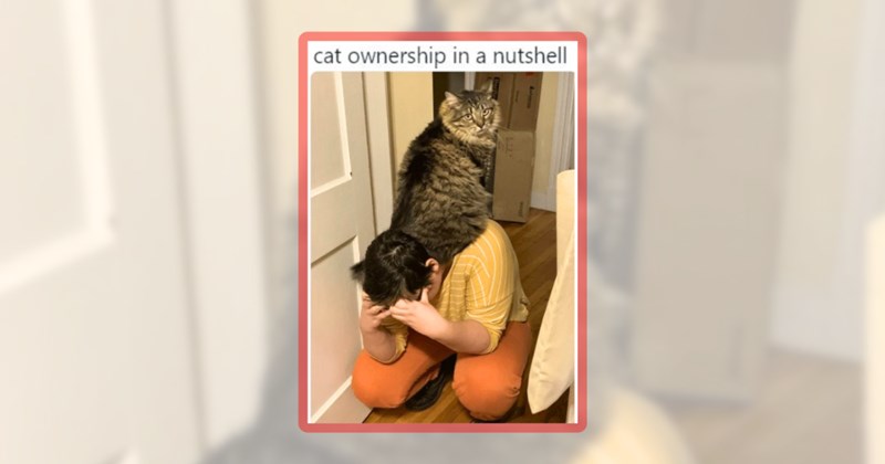 47 cat memes | thumbnail includes one meme including 'cat ownership in a nutshell'