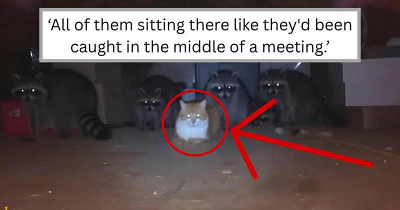 Story of an orange cat befriending a pack of raccoons | Thumbnail includes one picture of an orange cat sitting with a pack of raccoons, a red circle and arrow pointing to the cat, and one picture of text including '‘All of them sitting there like they'd been caught in the middle of a meeting.’'