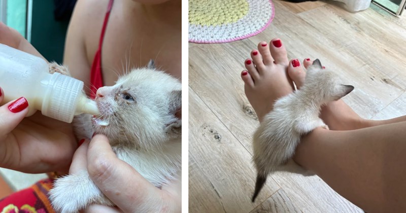 Newborn kitten found behind car wheel by couple at beach, they adopt her despite worries about her getting along with their dog: 'The dog clearly knows it’s a baby and respects her space!'