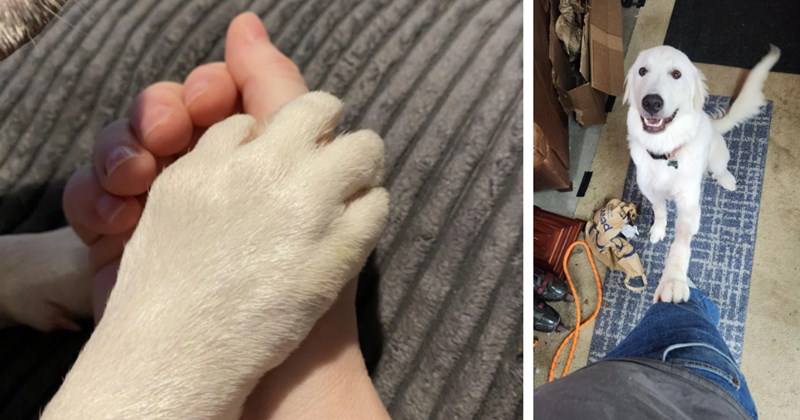 21 Heartmelting Moments When Puppers Gave People their Paw | thumbnail includes two images one image shows a white dog paw in the palm of small human hand, the other image shows a white fluffy dog putting its paw on a person’s leg