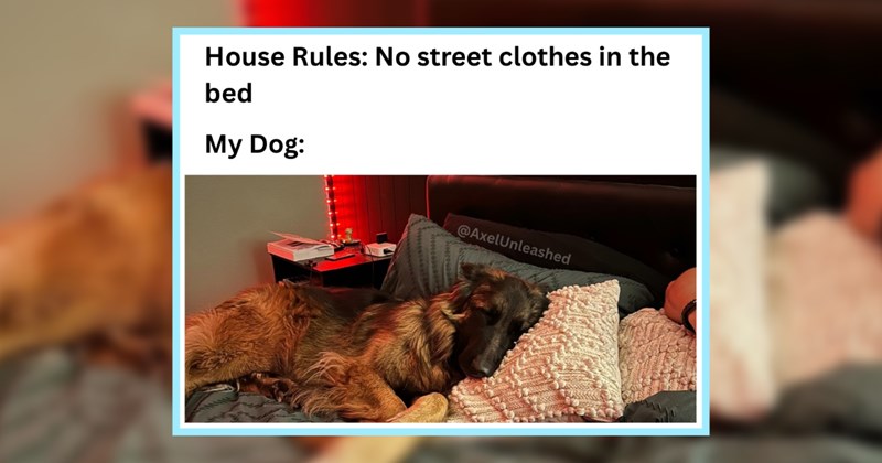 21 Howlarious Memes Pawsonal Lives Pupper Pawrents  | thumbnail includes one image which shows a brown fluffy dog lying on a black bed ‘House Rules: No street clothes in the bed’ ‘My Dog:’