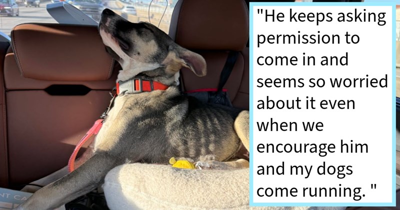 Skinny #scared pit bull who narrowly escaped  road collision rescued dog lover who brought abandoned doggo into her 2 rescue dog foster family, mom says: ‘I keep telling him I don’t know what’s going happen to him, but dark days are over.’ | thumbnail includes one image which shows a gray and white dog lying in cat bed in backseat car ‘“He keeps asking permission to come in and seems so worried about it even when we encourage him and my dogs come running.”’