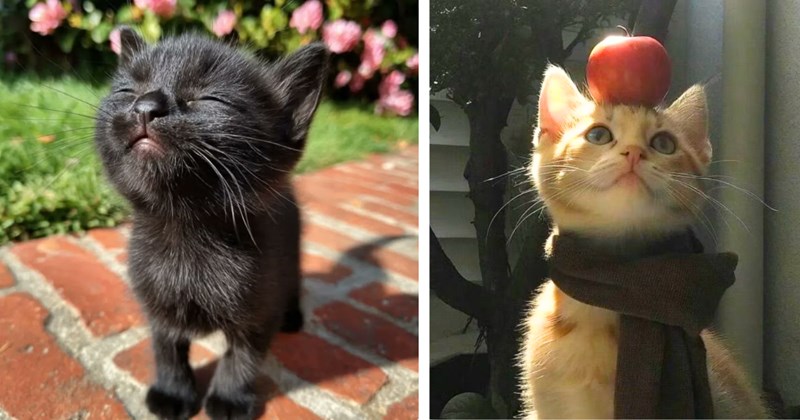28 pictures of cute cats | Thumbnail includes one picture of a black kitten sunbathing outside, and one picture of an orange cat with a black scarf balancing an apple on its head