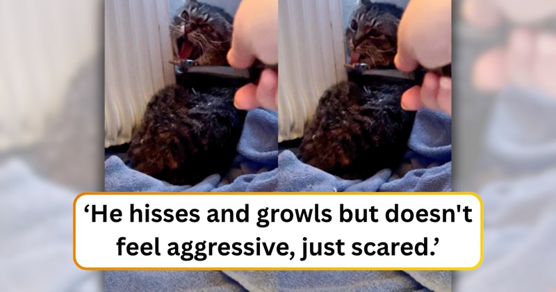 38 text pictures, 7 cat pictures | thumbnail includes one picture of a cat, and ‘He hisses and growls but doesn't feel aggressive, just scared.’