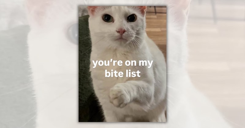 23 cat memes | Thumbnail includes one meme including 'you're on my bite list'