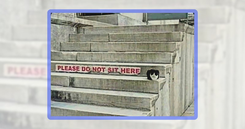 24 cat memes | thumbnail includes one meme including 'PLEASE DO NOT SIT HERE'