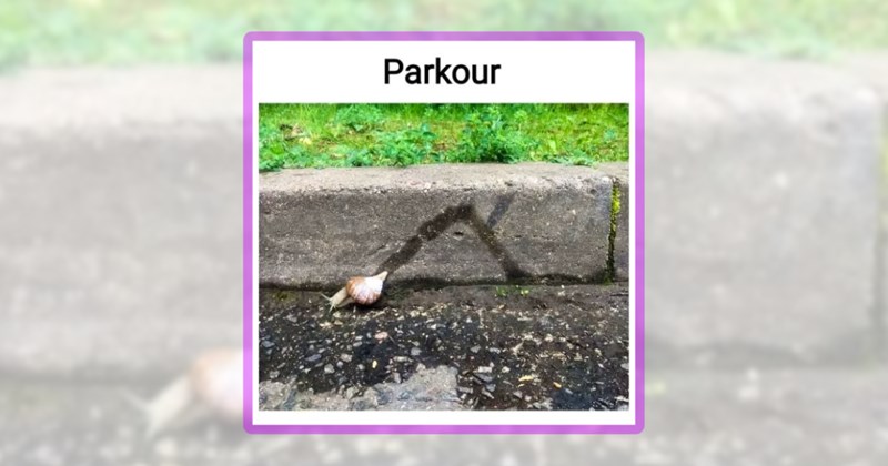 20 snail memes | thumbnail includes one meme including 'Parkour'