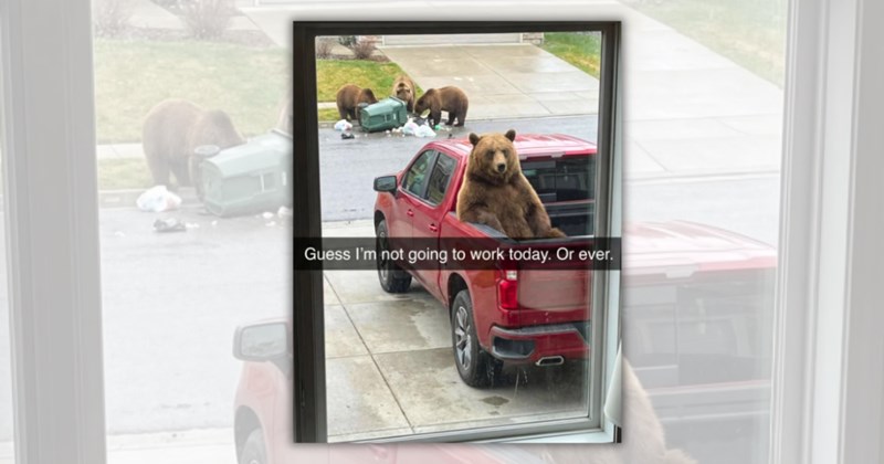 25 animal memes | Thumbnail includes one meme including 'Guess I'm not going to work today. Or ever.'