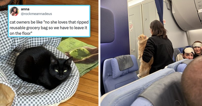 2o best cat memes tweets and stories | thumbnail includes two pictures including a flight attendant holding a large orange cat on a plane and a black cat sitting on a bed and one tweet 'anna (In Play, Run(s)) @rockmeannadeus cat owners be like "no she loves that ripped reusable grocery bag so we have to leave it on the floor" 11:51 PM - Apr 3, 2026 206.1K Views'