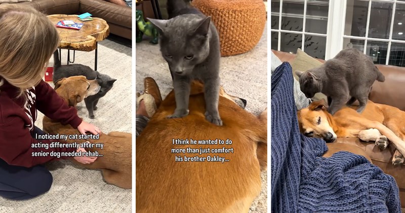 story about a dog coming back home and needing medical massages and the cat kneading him | thumbnail includes three pictures of a cute cat and dog together and the cat making biscuits on the dog 'I noticed my cat started acting differently after my senior dog needed rehab...' 'I think he wanted to do more than just comfort his brother Oakley...'