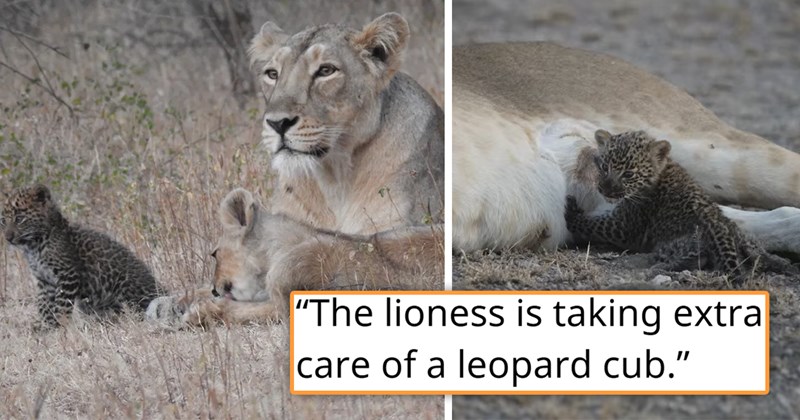 story about a mother lioness adoping an abandoned jaguar cub and raising it with her lion cubs | thumbnail includes two pictures including a lion, lion cub and jaguar cub lying together and a jaguar cub nursing on a lioness 'The lioness is taking extra care of a leopard cub'