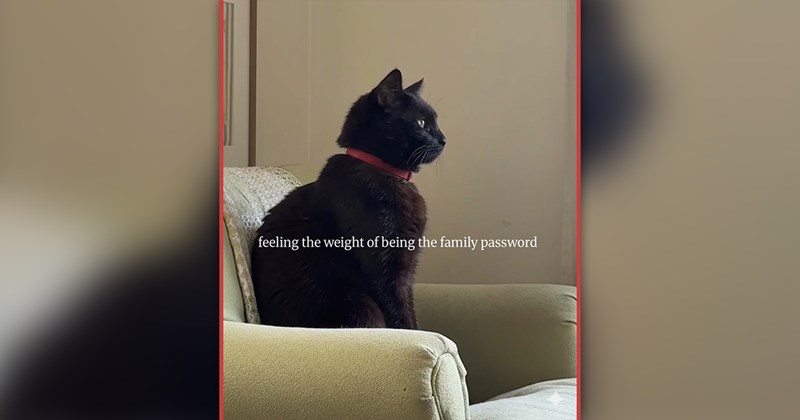 funny cat memes | thumbnail includes one meme of a black cat with a red collar looking into the distance 'feeling the weight of being the family password'