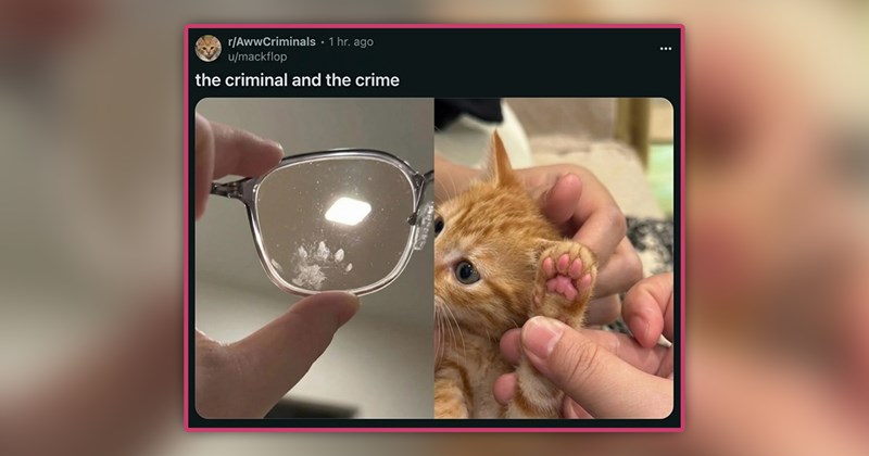 funny cat memes | thumbnail includes one meme of an orange kitten and glasses with a paw print on them 'r/AwwCriminals • 1 hr. ago u/mackflop the criminal and the crime 7.8k Award Share'