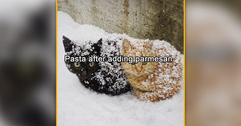 funny cat memes | thumbnail includes one meme of a black cat and an orange cat covered in snow 'Pasta after adding parmesan'