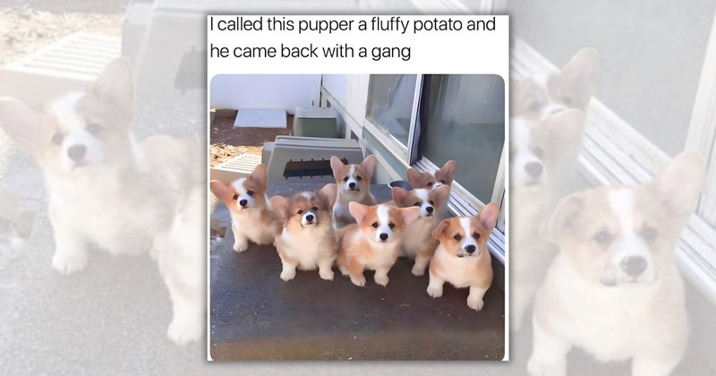 24 dog memes | Thumbnail includes one meme including 'I called this pupper a fluffy potato and he came back with a gang'