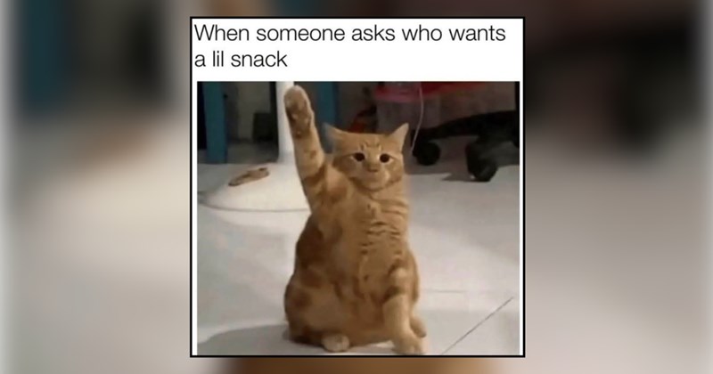 24 cat memes | thumbnail includes one meme and one picture of text including 'When someone asks who wants a lil snack' 
