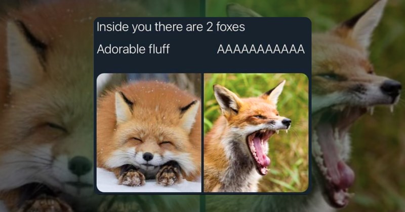 woodland animals memes cute whimsical