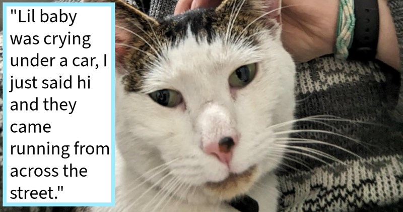 Injured London cat found crying under car finally returned fur family 7 days after disappearing thanks kind rescuer who gave kitty shelter comfort on fateful night met, rescuer says: ‘A night kindness turned out for good!’ | thumbnail includes one image which shows a white and tabby cat face ‘“Lil baby was crying under a car, I just said hi and they came running from across the street.”’
