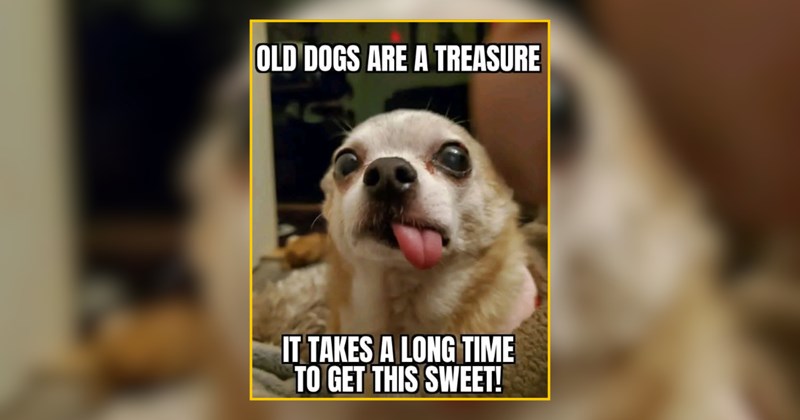 The Goofiest Dogs Bringing Whimsical Canine Vibes