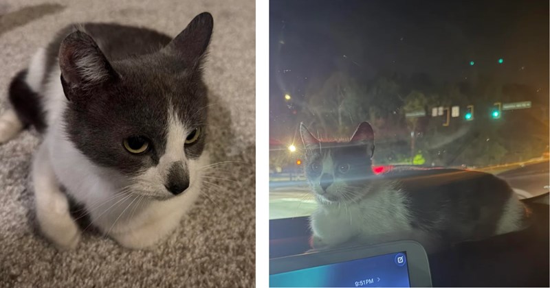 Good-hearted woman scrambles to find furrever home for super sweet pregnant cat found outside hotel, internet people come to her rescue: 'I'd love to take her in and help you'