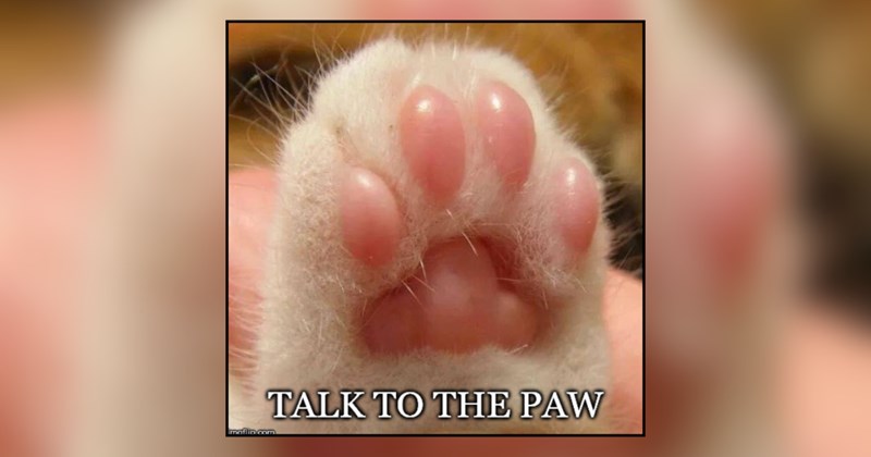 21 cat memes | thumbnail includes one meme and one picture of text including 'TALK TO THE PAW' 