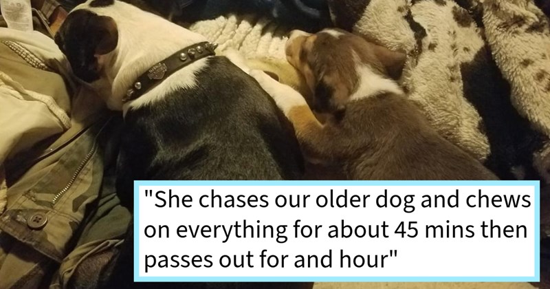 fur poor pupper puppy car abandoned siblings reddit story adopted feline father in law beagle family dog story condition dog lovers dumped throw Rescues & Adoption - 44946437