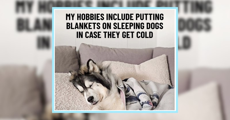 keep fur cute dog memes heartwarming husky cold wholesome-dog-memes Doggos - 44947205