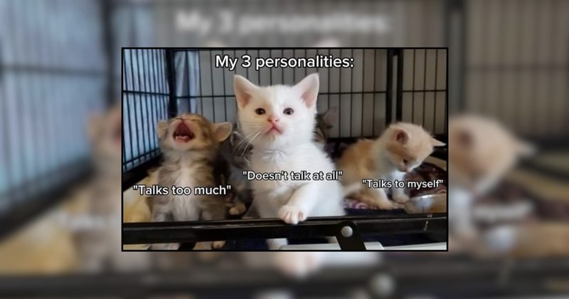 funny cat memes lolcats silly cats mood booster pet memes midweek funny memes love cats lol funny cats Cats hilarious cats funny Cats - 44948741