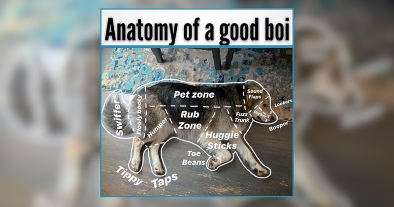 30 Good Boys and Good Girls of Pupper Memes This Thursday